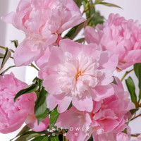  植男植女鲜花绿植植男植女天堂鸟盆栽客厅室内好养大型落地绿植真花办公室大叶植物鹤望兰多少钱