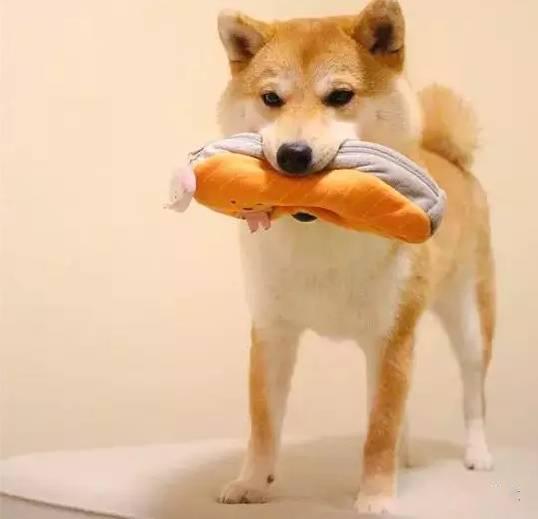  美食同柴犬不得不说的故事