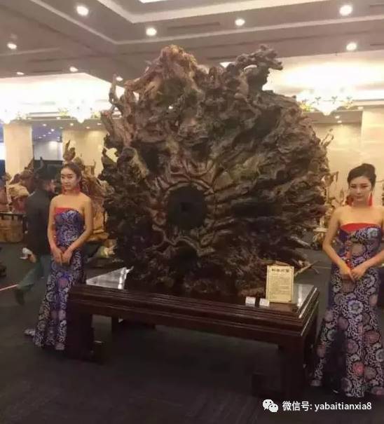  车模变身崖柏模,崖柏要火翻了