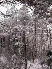  杭州降今冬首场大雪网友晒西湖雪景