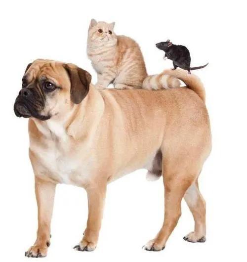  猪来穷,狗来富,猫来开当铺,讲的有什么道理