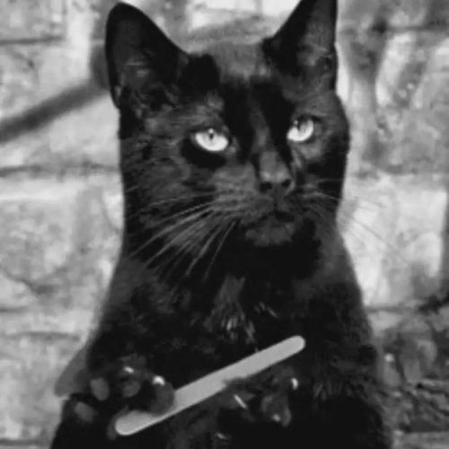 孤独黑暗的猫头像一百万