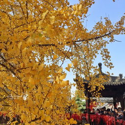  古观音禅寺,有一颗千年银杏..