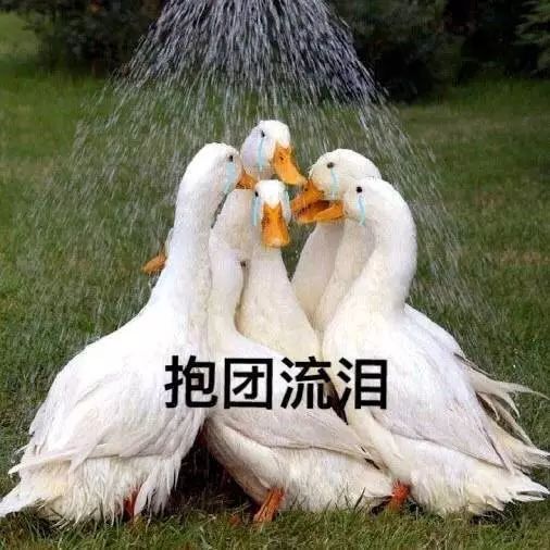 厉害了动物沙雕表情包赶紧马住