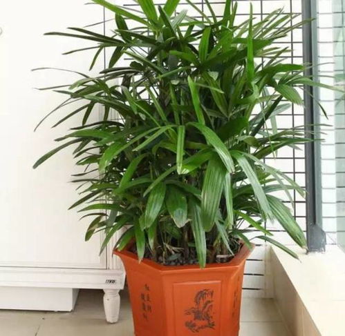  7种能生旺聚财的植物,家中放一盆它,聚财旺家保平安