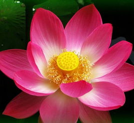  运势顺遂,桃花好运相伴的生肖,2019年有横财有大奖,享富贵
