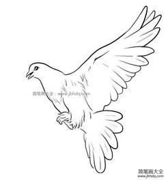  鸽子简笔画图片