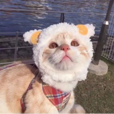  可爱的猫头像,发布分享给喜欢猫的朋友们