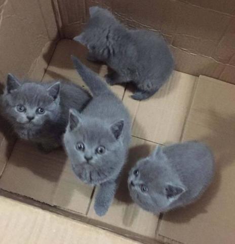  蓝猫怀孕生了4只小奶猫,闺蜜看到其中一只乐坏了,直呼要带走