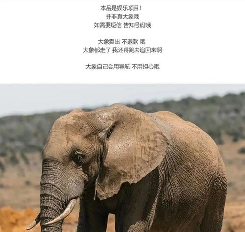  0.5元网购一只野生大象,是什么操作