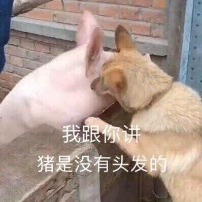  有哪些沙雕又可爱的动物表情包