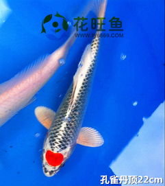 2025最好的微信头像锦鲤