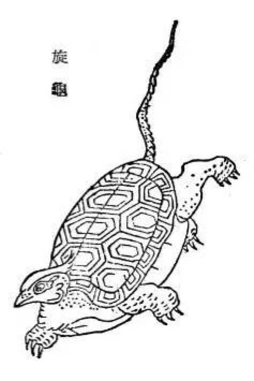  古书山海经中有哪些传说的动物在现实中找到了