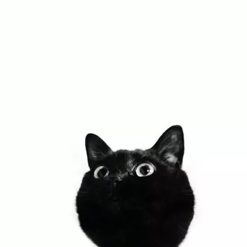  小黑猫,最后一张你是认真的吗