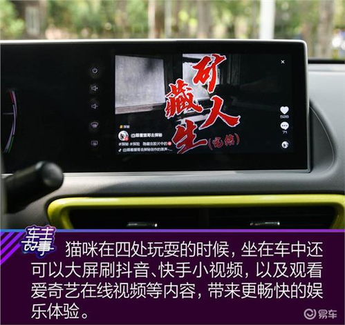  猫系青年的欧拉白猫深度吸猫指南