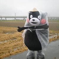  熊本熊可爱头像无字版日本熊本熊头像