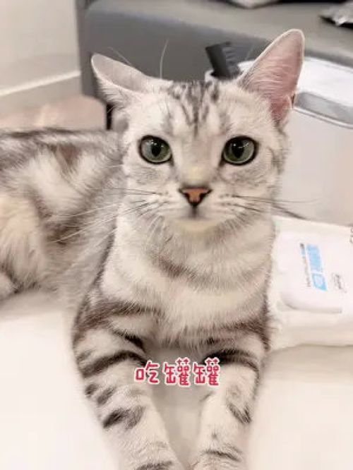 激萌动物家养宠物英国短毛猫动物卖萌美国短毛猫