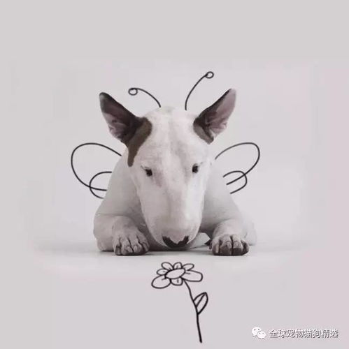  暖丨前妻只给他留下一只孙红雷,他却和狗狗做了这件事走红网络