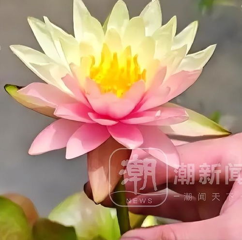  150000的概率,好运莲莲广州超罕见双色睡莲盛放