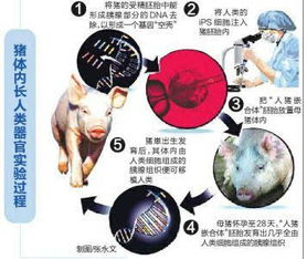  异种移植新方法猪体内长出人类器官