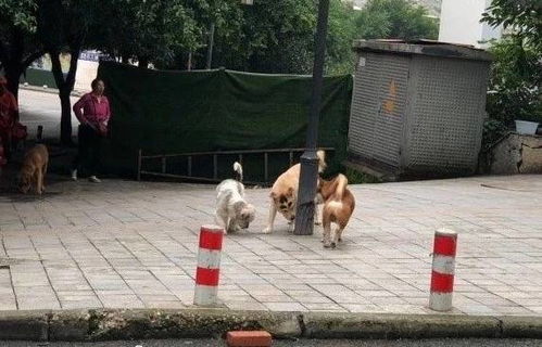  狗中蜡笔小新