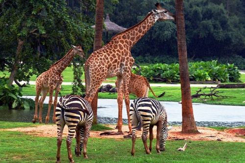 野生动物园 野生动物园