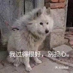  电话,地址,价格,营业时间杭州宠物
