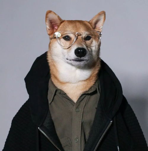  穿上衣服的狗,忽然间有了性格