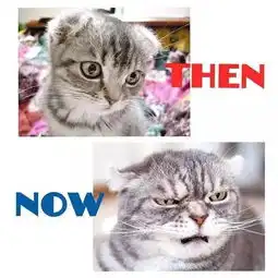  看起来随时在生气的日本霸气总裁猫,不爽的样子也是很萌啊