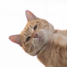  推主拿逗猫棒逗一只猫,它也很配合的腾空玩耍,然而它的表情...