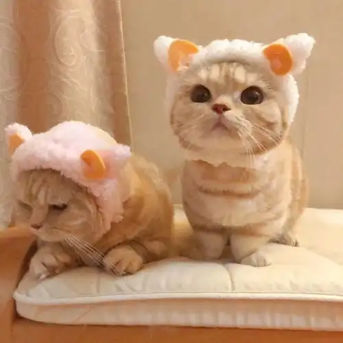 有哪些好看的情侣图片 有哪些好看的情侣图片