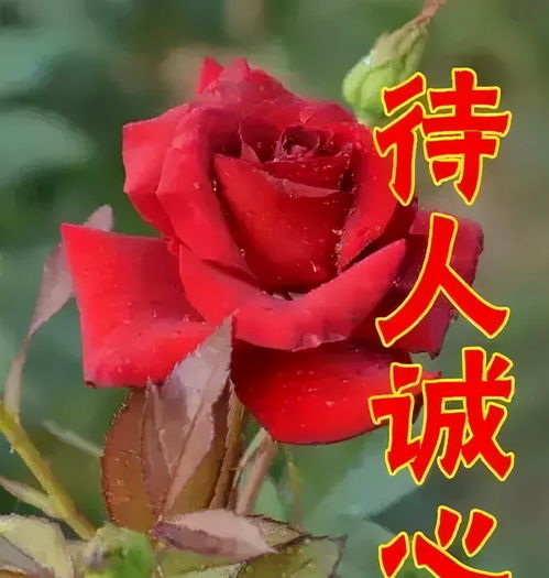  女神节,最美的祝福送给你,全天下的女神们,祝你们节日快乐哔哩哔哩专栏