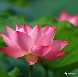  印光法师念佛人梦见莲花,有福了