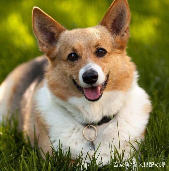 发财狗头像可爱柯基犬
