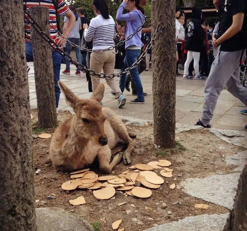  没有中国游客的光顾,奈良的小鹿跑出公园到街上无差别觅食了...