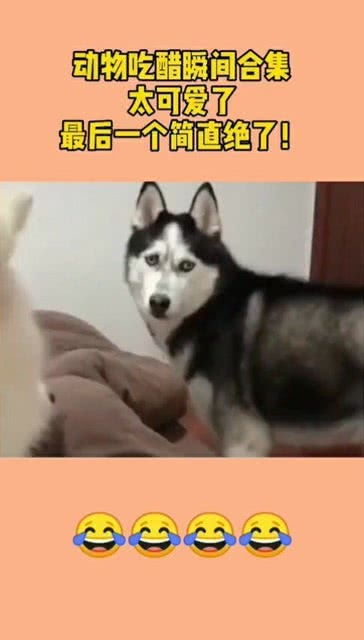  动物吃醋瞬间合集,太可爱了,最后一个简直绝了