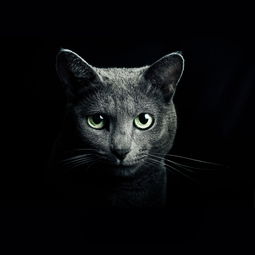  黑色猫咪摄影图片高清图片免费下载jpg格式1000像素编号26262230千图网