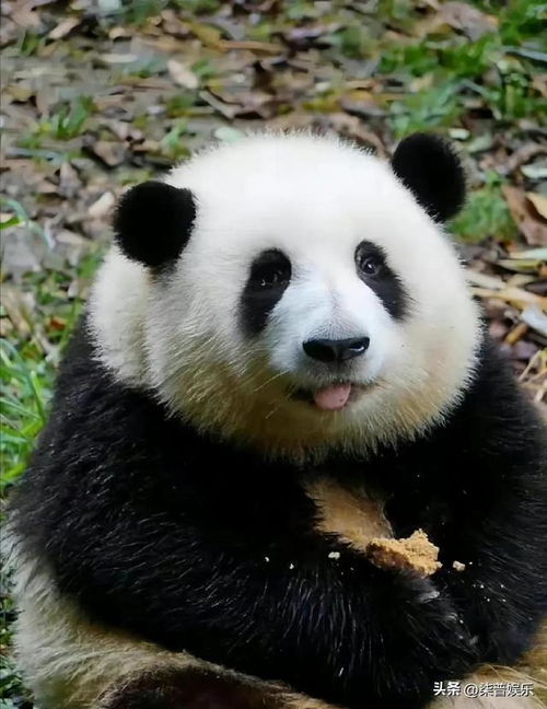  短胖炸毛的大熊猫花花太可爱了吧