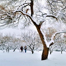 雪景头像高清雪景图