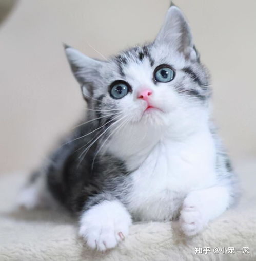  英国短毛猫vs美国短毛猫,哪种更适合家养