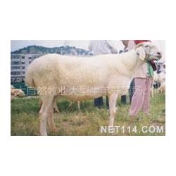  西门塔尔牛种牛批发西门塔尔牛种牛供应西门塔尔牛种牛厂家网络114