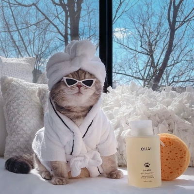  猫咪卡通动漫头像