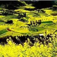  油菜花头像风景图片大全