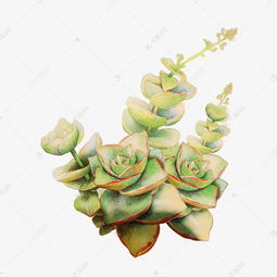  手绘多肉绿植盆栽元素素材图片免费下载高清psd千库网图片编号10318730