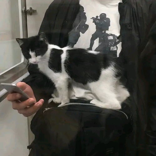 最新男头像