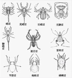 动物简笔画头像图片动物