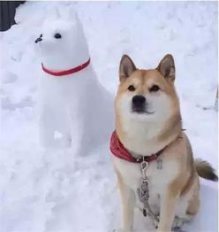  听说下雪天,狗狗和雪人更配哦