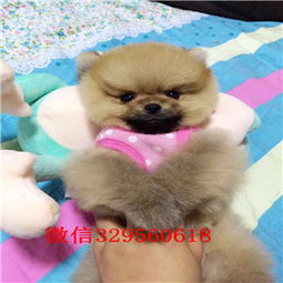  湛江出售哈多利博美纯种博美幼犬博美图片纯种球体博美价格