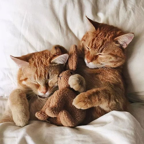  天冷了,冬季养猫的这六个注意事项您都了解了吗
