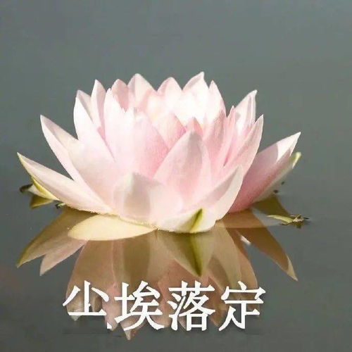  头像可爱到打滚的文案